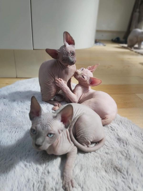 Canadian Sphinx Kittens Ready New Homes/EMAIL👉👉💌(meowworld2018@outlook.com) Image eClassifieds4u
