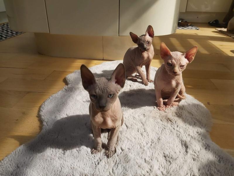 Canadian Sphinx Kittens Ready New Homes/EMAIL👉👉💌(meowworld2018@outlook.com) Image eClassifieds4u