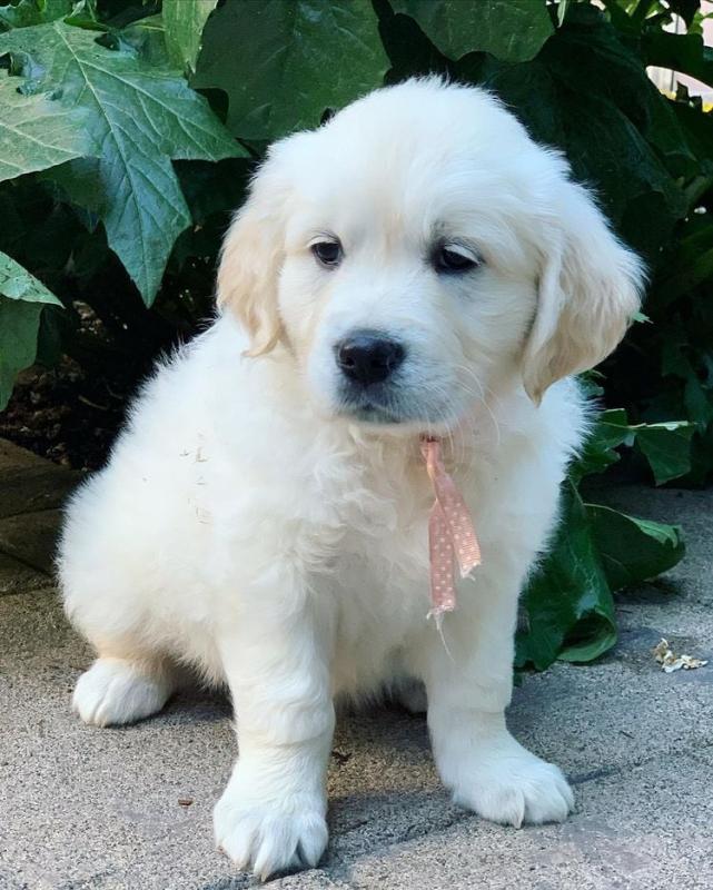 Golden retriever puppy available Image eClassifieds4u