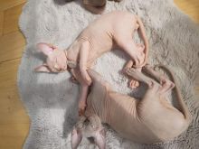 Canadian Sphinx Kittens Looking For A New Home (sport.police11993@outlook.com) Image eClassifieds4u 2