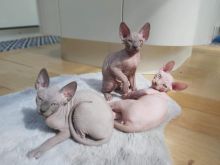Canadian Sphinx Kittens Ready New Homes/EMAIL👉👉💌(meowworld2018@outlook.com) Image eClassifieds4u 2