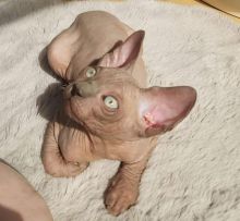 Canadian Sphinx Kittens Ready New Homes/EMAIL👉👉💌(meowworld2018@outlook.com) Image eClassifieds4u 1