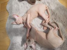 Canadian Sphinx Kittens Ready New Homes/EMAIL👉👉💌(meowworld2018@outlook.com) Image eClassifieds4u 1