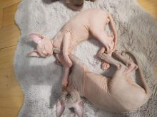 Canadian Sphinx Kittens Looking For A New Home (sport.police11993@outlook.com) Image eClassifieds4u 1