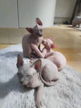Canadian Sphinx Kittens Ready New Homes/EMAIL👉👉💌(meowworld2018@outlook.com) Image eClassifieds4u 2