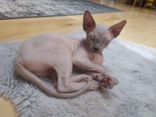 Canadian Sphinx Kittens Ready New Homes/EMAIL👉👉💌(meowworld2018@outlook.com) Image eClassifieds4u 1