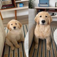 Golden Retriever puppies available. updated on shots and well socialized. Image eClassifieds4u 2