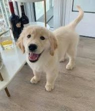 Golden Retriever puppies available. updated on shots and well socialized. Image eClassifieds4u 2