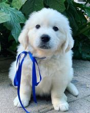 Golden retriever puppy available Image eClassifieds4u 1
