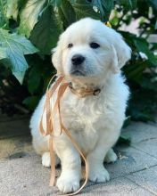 Golden retriever puppy available Image eClassifieds4u 3