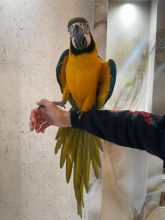 Super Tame Hand Reared Blue And Gold Macaw Parrots /EMAIL👉👉💌(rainbowqueenn@outlook.com) Image eClassifieds4u 3
