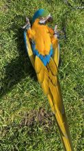Super Tame Hand Reared Blue And Gold Macaw Parrots Image eClassifieds4u 2