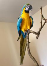 Super Tame Hand Reared Blue And Gold Macaw Parrots /EMAIL👉👉💌(rainbowqueenn@outlook.com) Image eClassifieds4u 2