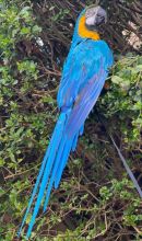 Super Tame Hand Reared Blue And Gold Macaw Parrots Image eClassifieds4u 1