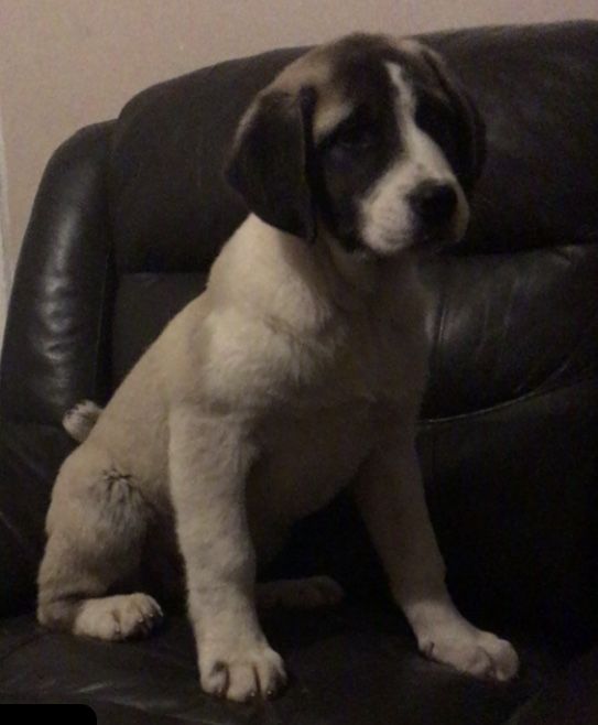 male and female mastiff puppies contact us at joewi2156@gmail.com Image eClassifieds4u