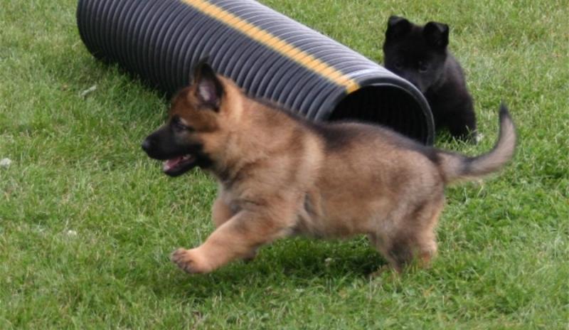 Stunning Purebred German Shepherd Pups (sport.police11993@outlook.com) Image eClassifieds4u