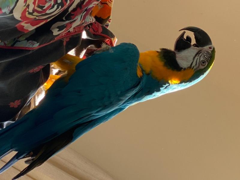 Super Tame Hand Reared Blue And Gold Macaw Parrots /EMAIL👉👉💌(rainbowqueenn@outlook.com) Image eClassifieds4u