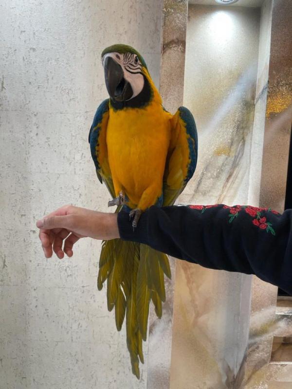 Super Tame Hand Reared Blue And Gold Macaw Parrots /EMAIL👉👉💌(rainbowqueenn@outlook.com) Image eClassifieds4u