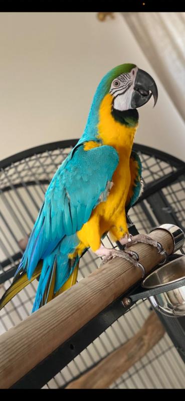 Super Tame Hand Reared Blue And Gold Macaw Parrots /EMAIL👉👉💌(rainbowqueenn@outlook.com) Image eClassifieds4u