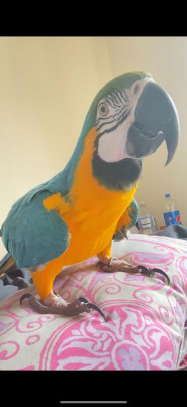 Super Tame Hand Reared Blue And Gold Macaw Parrots Image eClassifieds4u