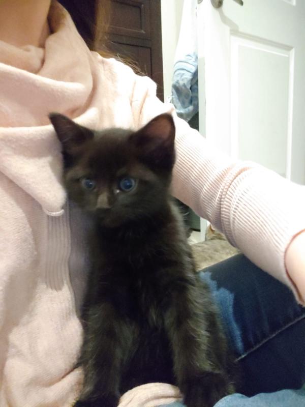 Beautiful Kittens for SALE! Image eClassifieds4u