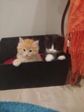 Beautiful Kittens for SALE! Image eClassifieds4u 3