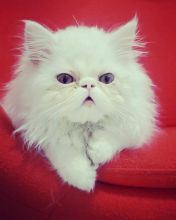 exotic Persian Cats Kittens