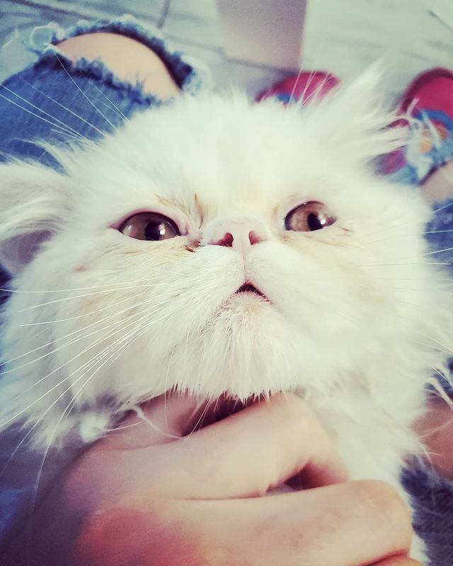 exotic Persian Cats Kittens Image eClassifieds4u