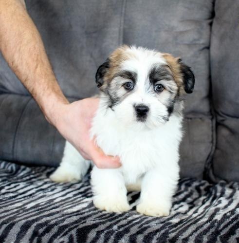 C.K.C MALE AND FEMALE HAVANESE PUPPIES AVAILABLE Image eClassifieds4u