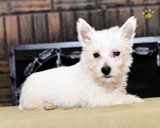 🟥🍁🟥 C.K.C MALE AND FEMALE WEST HIGHLAND TERRIER PUPPIES AVAILABLE Image eClassifieds4u
