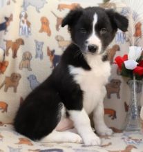 🟥🍁🟥 MALE AND FEMALE BORDER COLLIE PUPPIES AVAILABLE