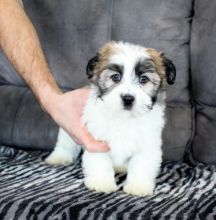 🟥🍁🟥 C.K.C MALE AND FEMALE HAVANESE PUPPIES AVAILABLE