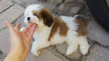 C.K.C MALE AND FEMALE LHASA APSO PUPPIES AVAILABLE️