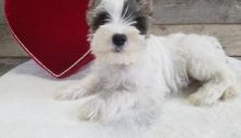 🟥🍁🟥 C.K.C MALE AND FEMALE MINIATURE SCHNAUZER PUPPIES AVAILABLE