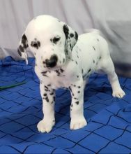 🟥🍁🟥 C.K.C MALE AND FEMALE DALMATIAN PUPPIES AVAILABLE