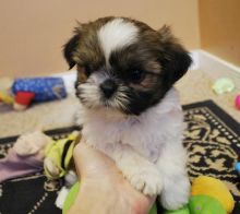 Cute Shih Tzu Puppies available