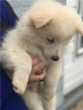 Gorgeous Male and Female Pomsky Puppies For Adoption.