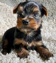 Teacup Pure Breed Yorkie Puppies Available Outstanding male and female