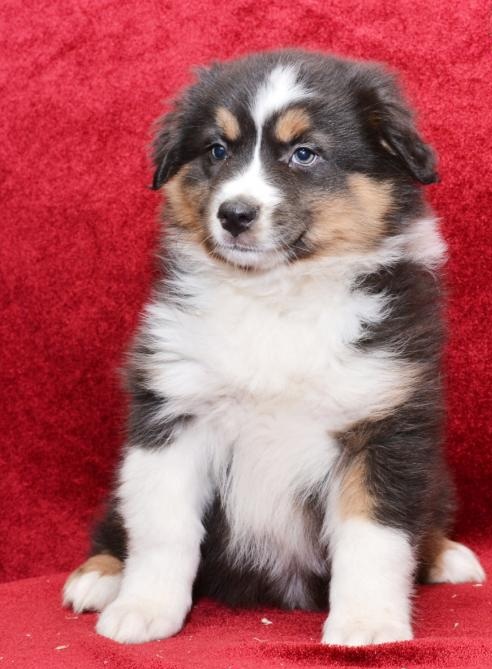 🟥🍁🟥 MALE AND FEMALE AUSTRALIAN SHEPHERD PUPPIES AVAILABLE Image eClassifieds4u