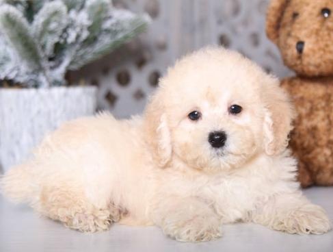 🟥🍁🟥 C.K.C MALE AND FEMALE SHELTIE PUPPIES 🟥🍁🟥 Image eClassifieds4u