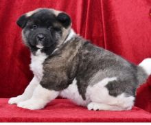 C.K.C MALE AND FEMALE AKITA PUPPIES AVAILABLE Image eClassifieds4U