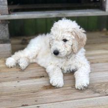 🟥🍁🟥 C.K.C MALE AND FEMALE LABRADOODLE PUPPIES AVAILABLE️ Image eClassifieds4U