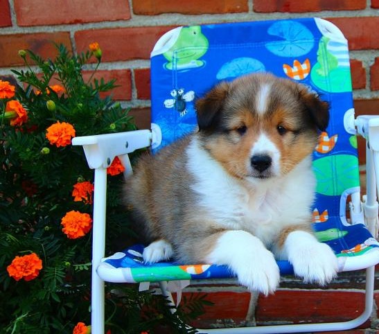 🐕🐕 GLEAMING 🐕 C.K.C 2021🐕 SHETLAND SHEEPDOG 🐕🐕 Image eClassifieds4u