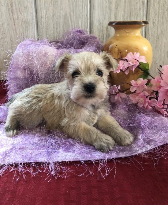 🐕🐕 HEALTHY 🐕 CKC 🐕 2021 🐕 MINIATURE SCHNAUZER PUPPIES 🐕🐕 Image eClassifieds4u