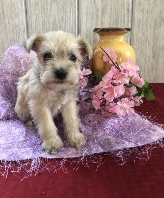 🐕🐕 HEALTHY 🐕 CKC 🐕 2021 🐕 MINIATURE SCHNAUZER PUPPIES 🐕🐕 Image eClassifieds4u