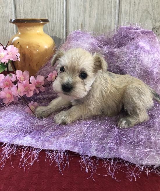 🐕🐕 HEALTHY 🐕 CKC 🐕 2021 🐕 MINIATURE SCHNAUZER PUPPIES 🐕🐕 Image eClassifieds4u