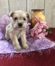 🐕🐕 HEALTHY 🐕 CKC 🐕 2021 🐕 MINIATURE SCHNAUZER PUPPIES 🐕🐕