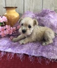 🐕🐕 HEALTHY 🐕 CKC 🐕 2021 🐕 MINIATURE SCHNAUZER PUPPIES 🐕🐕 Image eClassifieds4u 2