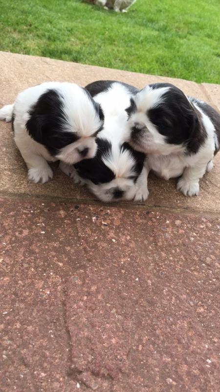 Shitzu puppies ready for a new home email me via...kaileynarinder31@gmail.com Image eClassifieds4u