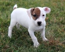 Beautiful males and female jack russell terrier puppies